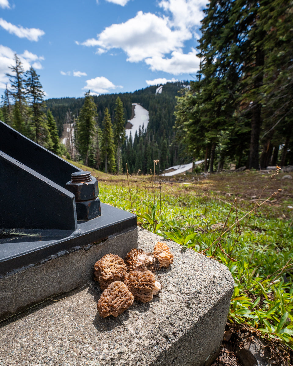 Bluewood Evergreen Camper Cap